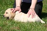 LABRADOR 022